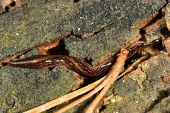 Australopacifica mariae