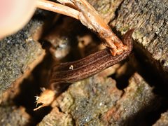 Australopacifica mariae