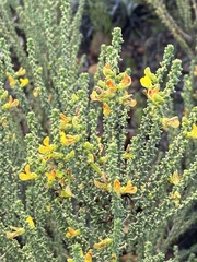 Aspalathus pinguis pinguis