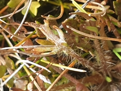 Ranunculus brevis