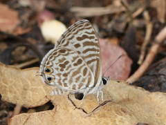 Leptotes plinius plinius