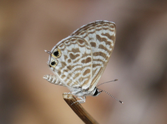 Leptotes plinius plinius