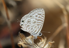 Leptotes plinius plinius