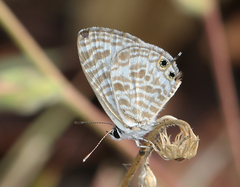 Leptotes plinius plinius