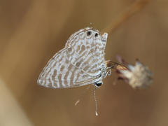 Leptotes plinius plinius