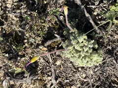 Oxalis imbricata