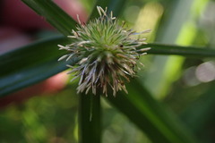 Cyperus erectus