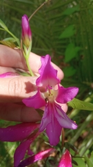Gladiolus communis byzantinus