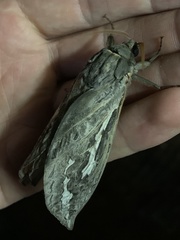 Abantiades labyrinthicus