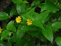 Wedelia urticaefolia