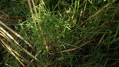 Cyperus erectus