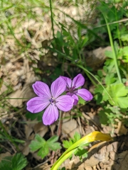 Geranium asphodeloides