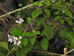Lantana hirta