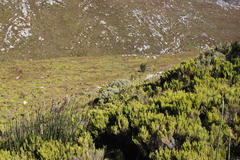 Grubbia tomentosa