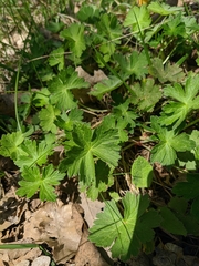 Geranium asphodeloides