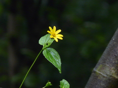 Wedelia urticaefolia