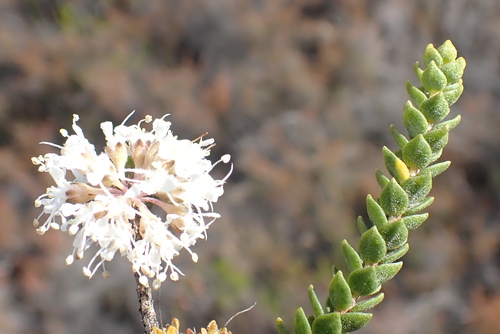 Image of Agathosma roodebergensis by no rights reserved