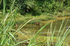 Tragelaphus spekii gratus