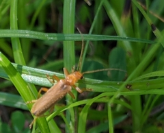 Lycocerus vitellinus