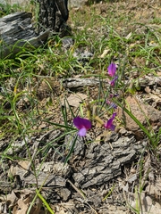 Lathyrus digitatus