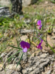 Lathyrus digitatus