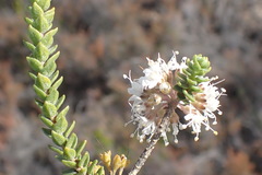 Agathosma roodebergensis