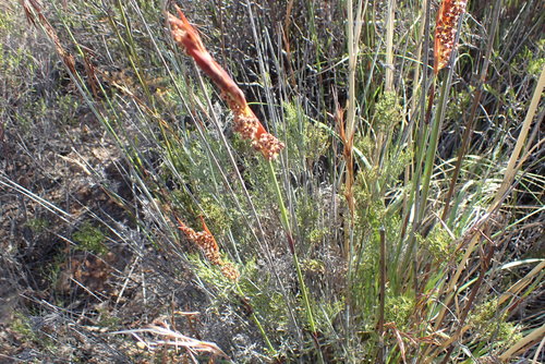 Image of Thamnochortus rigidus by no rights reserved