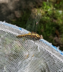 Orthetrum japonicum