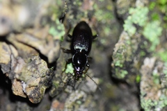Platynina