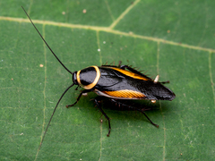 Hemithyrsocera vittata