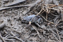 Pseudophryne bibronii