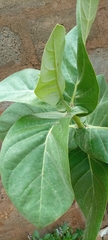 Calotropis procera image