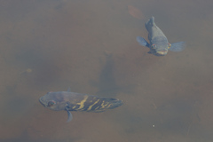 Astronotus ocellatus