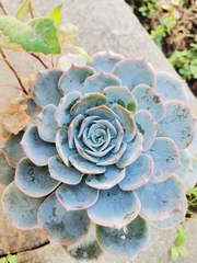 Echeveria secunda