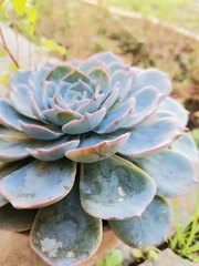 Echeveria secunda