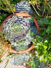 Echeveria secunda