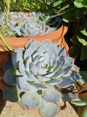 Echeveria secunda