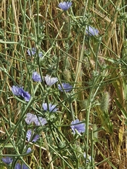 Cichorium endivia