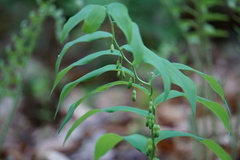 Polygonatum pubescens