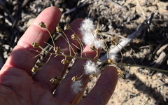 Eriospermum nanum