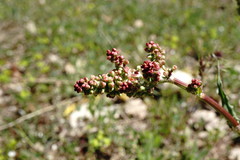 Rumex tuberosus
