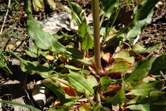 Rumex tuberosus