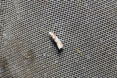 Phyllonorycter roboris