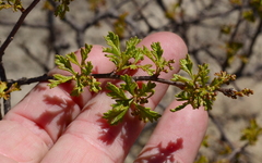 Searsia dissecta