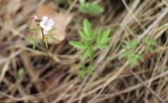 Cardamine trifida