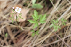 Cardamine trifida