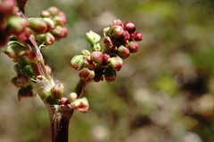Rumex tuberosus