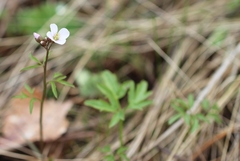 Cardamine trifida