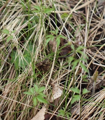 Cardamine trifida