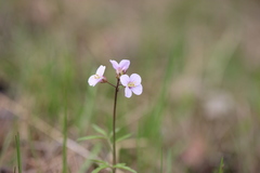 Cardamine trifida